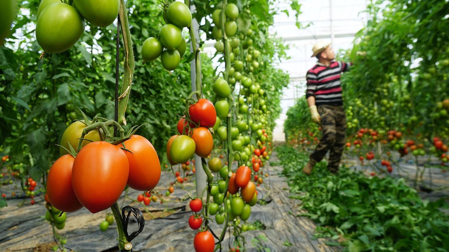 tomate-carbino|hibridas-nirit-seed-iberica-3|nirit-seed-iberica-2